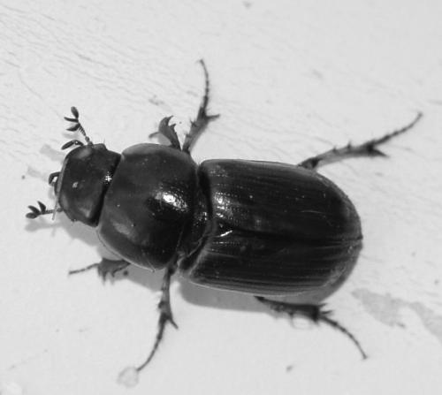 Réf. 279 188 : Aphodiinae inconnu